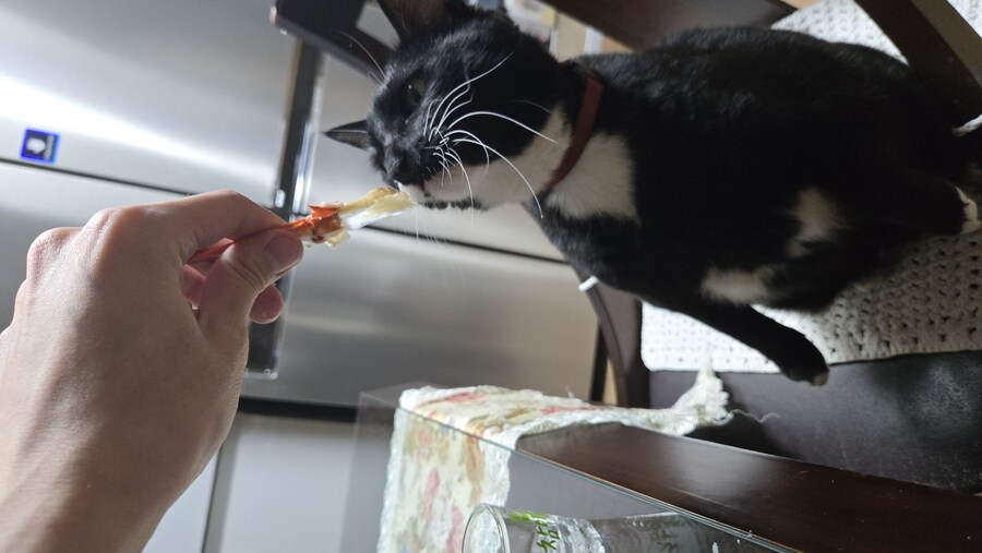 술 땡겨서 야옹이랑 게 쩌먹었어_2.jpg