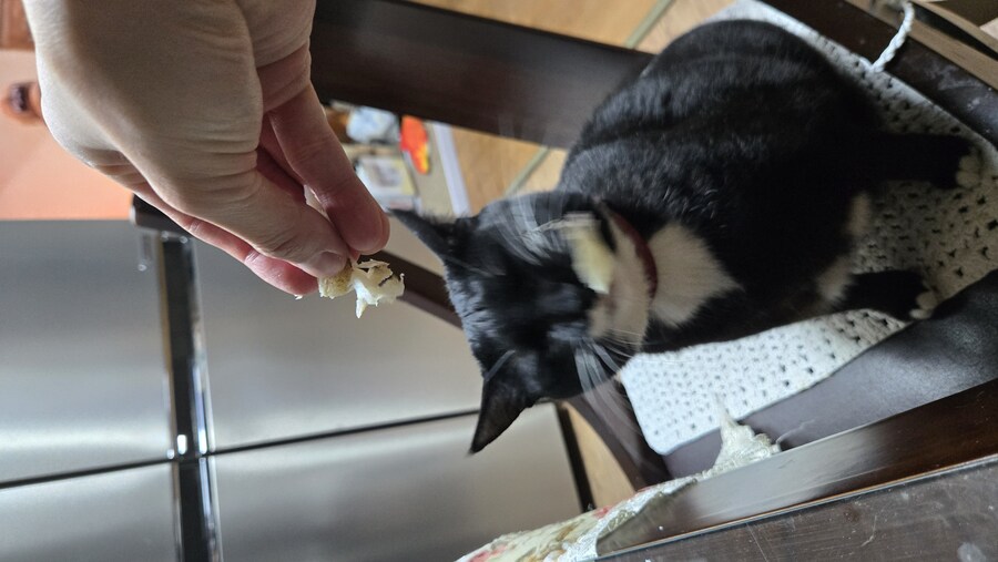 술 땡겨서 야옹이랑 게 쩌먹었어_7.jpg