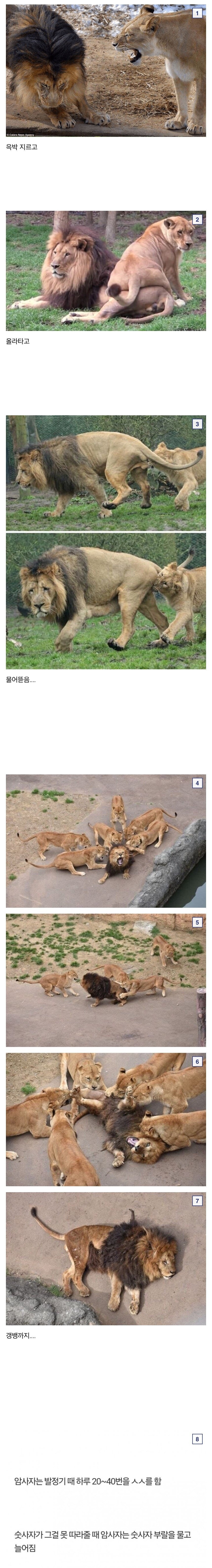 암사자가 숫사자 불알무는 짤 진실.jpg_1.jpg