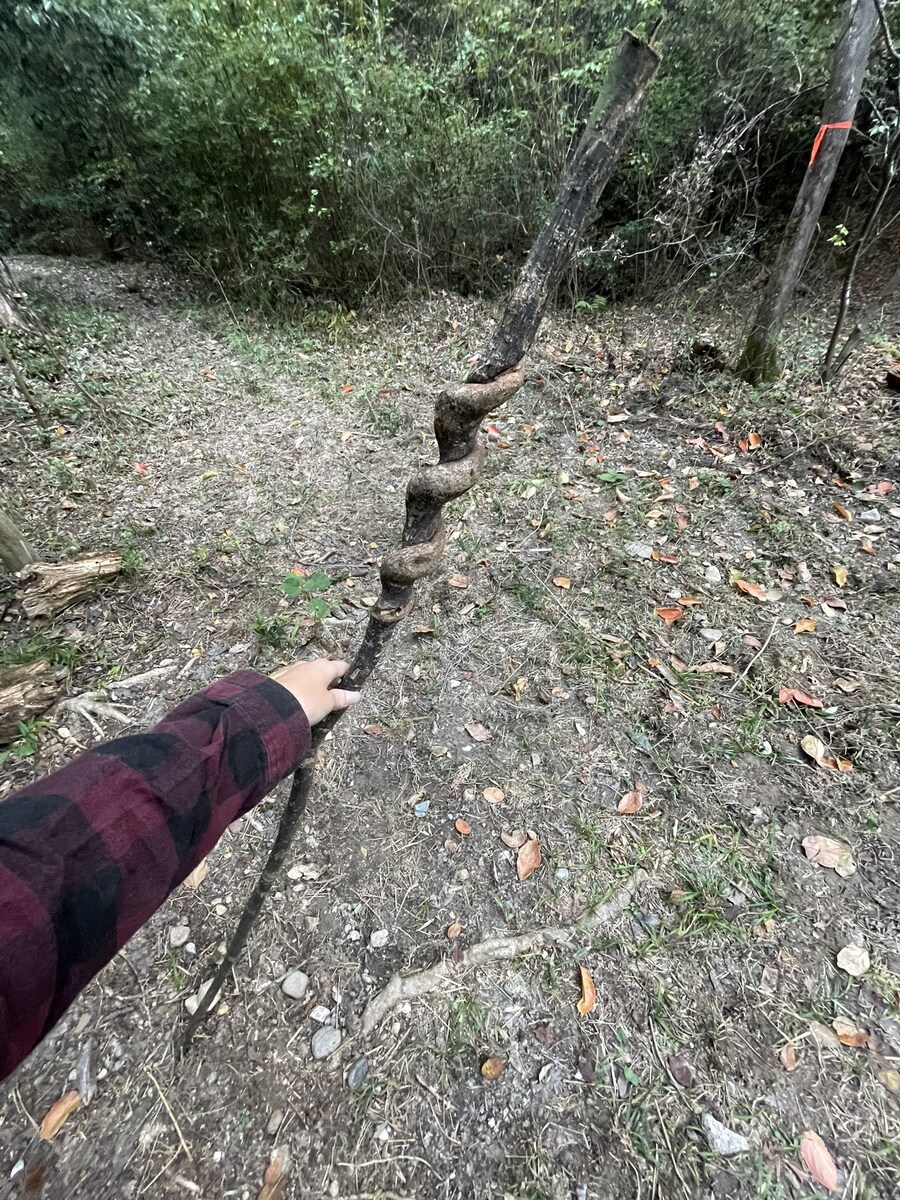 트위터에 올라온 나무 막대기 자랑.jpg_5.jpg