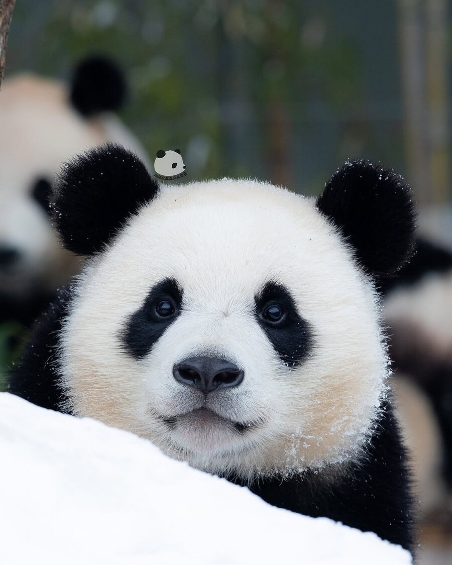 푸바오 동생 후이바오의 외모_1.jpg