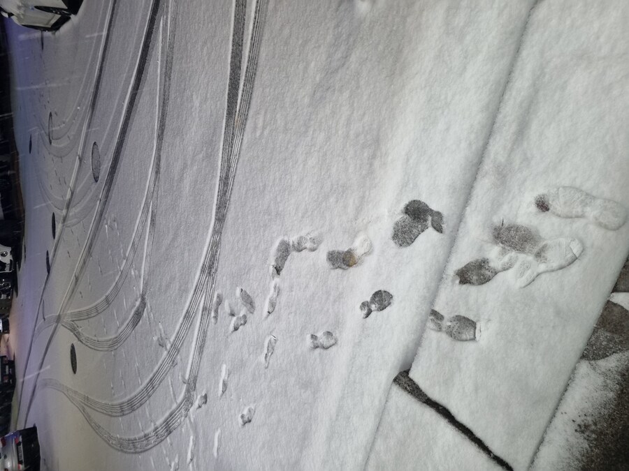 나 고향땅에서 눈 이렇게 내리는거 진짜 오랜만에봄_3.jpg