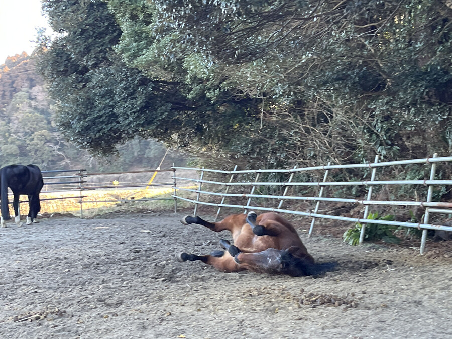 말딸)원본) 하루 우라라 근황_1.jpg