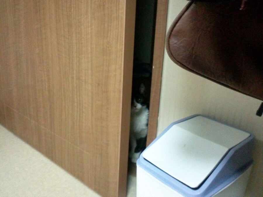 고앵이 키우는 집사가 공부할 때 특_1.jpg