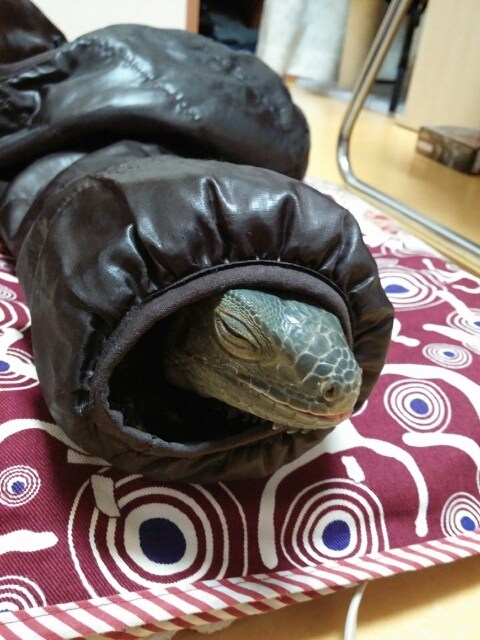 (스압 주의)자주 보는 제가 10년동안 키웠었던 이구아나 사진_1.jpg