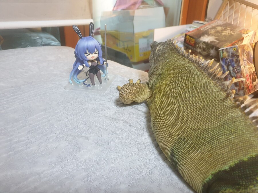 (스압 주의)자주 보는 제가 10년동안 키웠었던 이구아나 사진_6.jpg