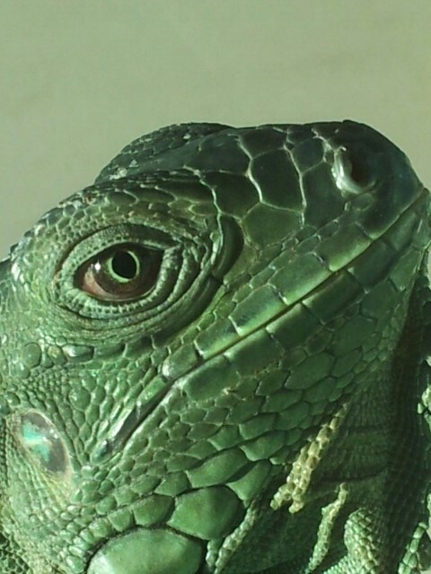 (스압 주의)자주 보는 제가 10년동안 키웠었던 이구아나 사진_9.jpg