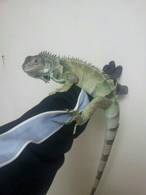 (스압 주의)자주 보는 제가 10년동안 키웠었던 이구아나 사진_10.jpg
