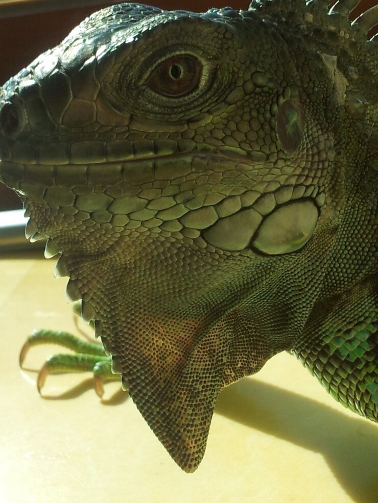 (스압 주의)자주 보는 제가 10년동안 키웠었던 이구아나 사진_11.jpg