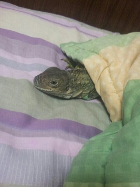 (스압 주의)자주 보는 제가 10년동안 키웠었던 이구아나 사진_12.jpg