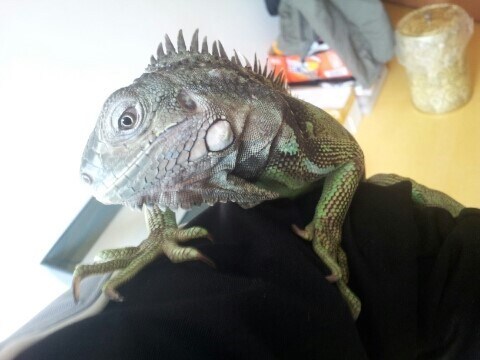 (스압 주의)자주 보는 제가 10년동안 키웠었던 이구아나 사진_15.jpg
