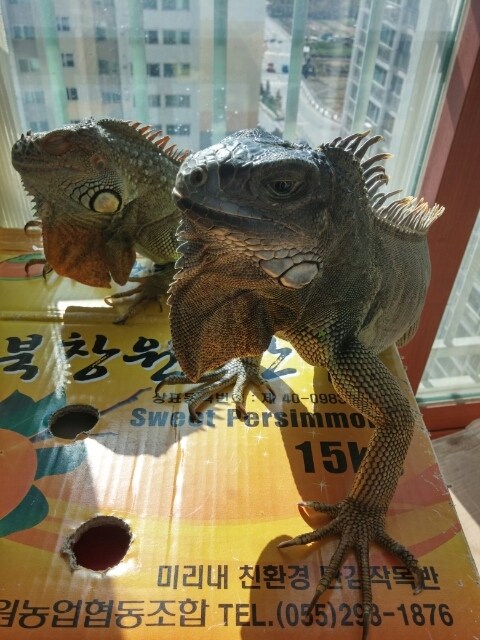 (스압 주의)자주 보는 제가 10년동안 키웠었던 이구아나 사진_22.jpg