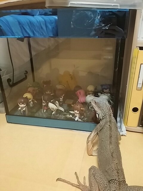 (스압 주의)자주 보는 제가 10년동안 키웠었던 이구아나 사진_24.jpg