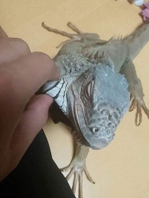 (스압 주의)자주 보는 제가 10년동안 키웠었던 이구아나 사진_25.jpg