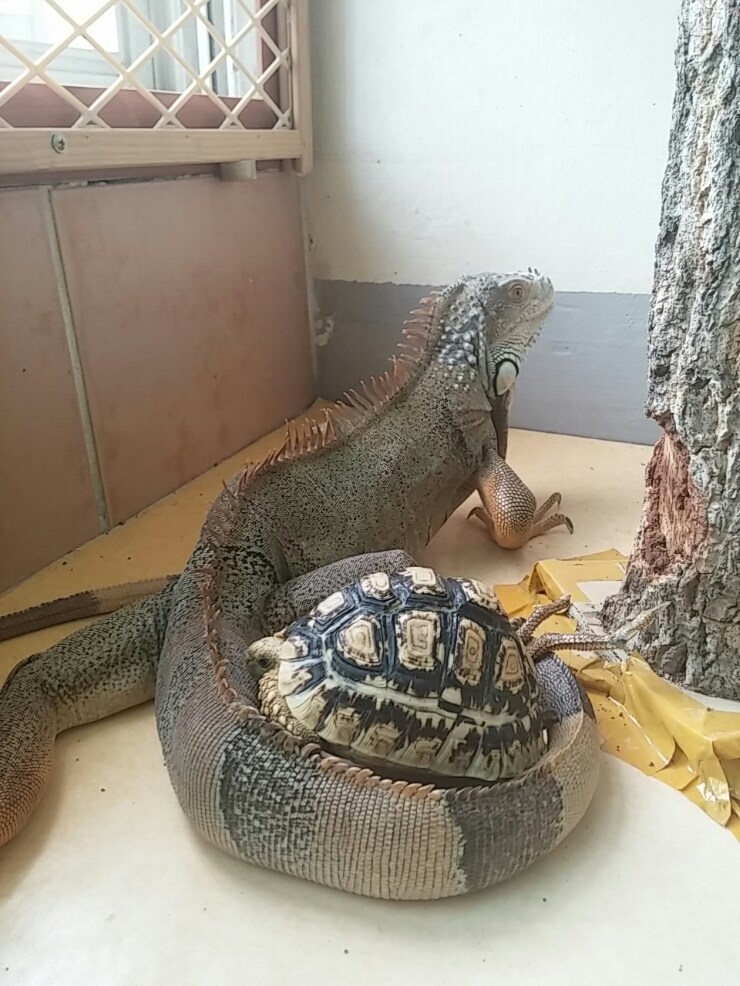 (스압 주의)자주 보는 제가 10년동안 키웠었던 이구아나 사진_29.jpg