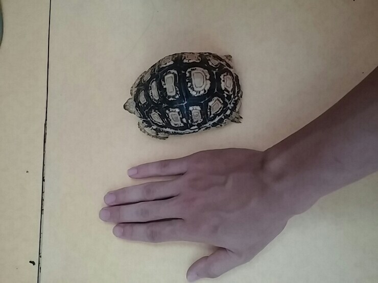 (스압 주의)자주 보는 제가 10년동안 키웠었던 이구아나 사진_30.jpg