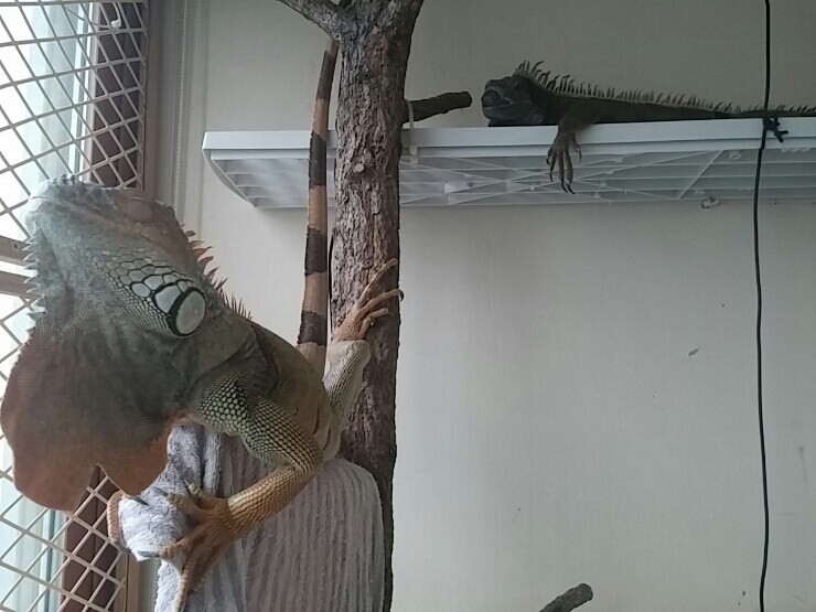 (스압 주의)자주 보는 제가 10년동안 키웠었던 이구아나 사진_32.jpg