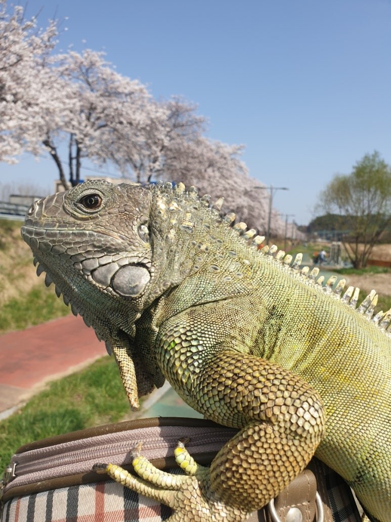 (스압 주의)자주 보는 제가 10년동안 키웠었던 이구아나 사진_39.jpg