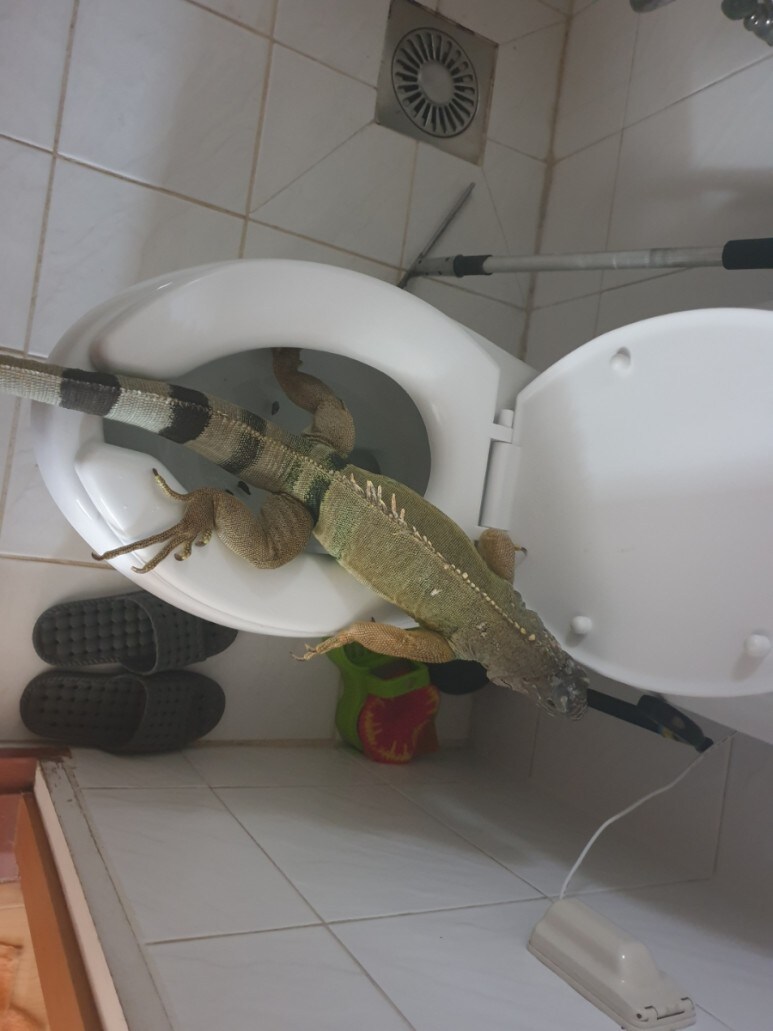 (스압 주의)자주 보는 제가 10년동안 키웠었던 이구아나 사진_45.jpg