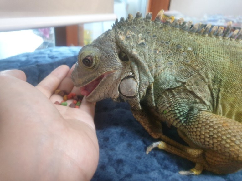(스압 주의)자주 보는 제가 10년동안 키웠었던 이구아나 사진_46.jpg