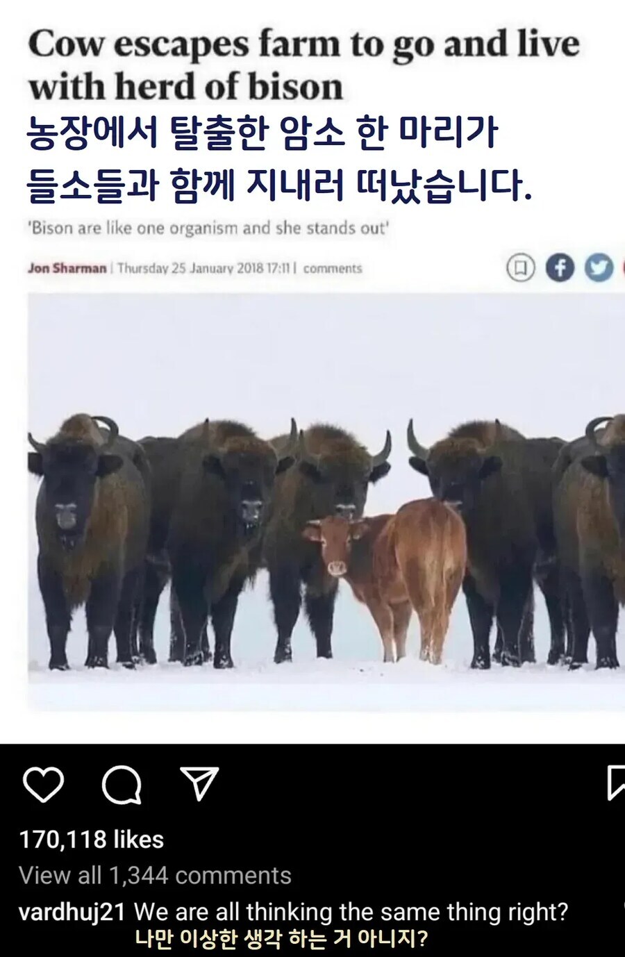 농장을 탈출해 들소에게 간 암소_1.jpg