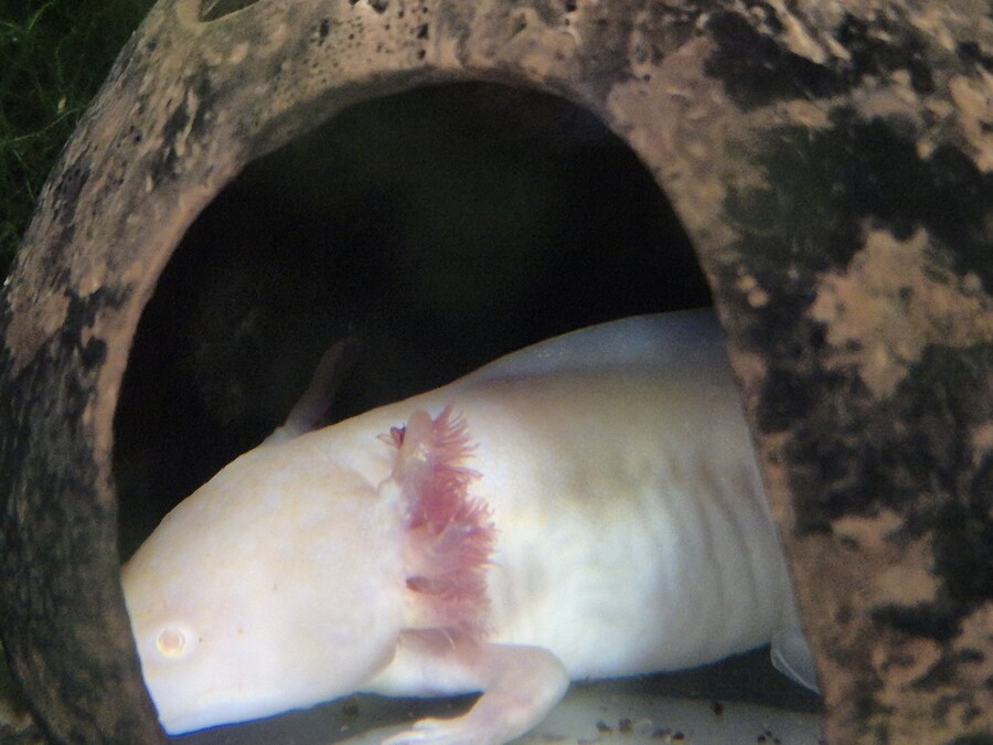 수조)숨어있는 럼프_1.jpg