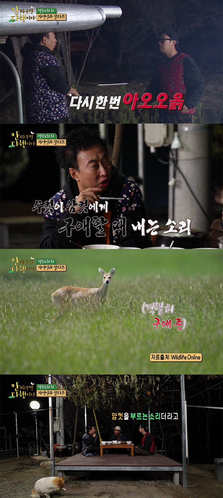 고라니의 기괴한 울음소리의 정체_1.jpg