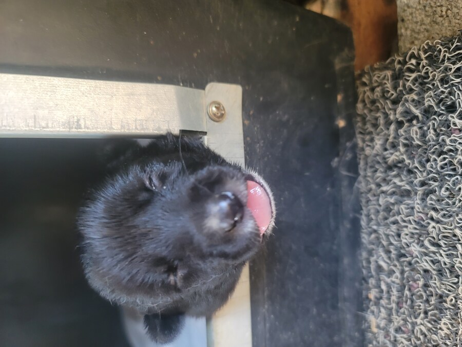 개 새끼 눈 뜨는 과정. jpg_2.jpg