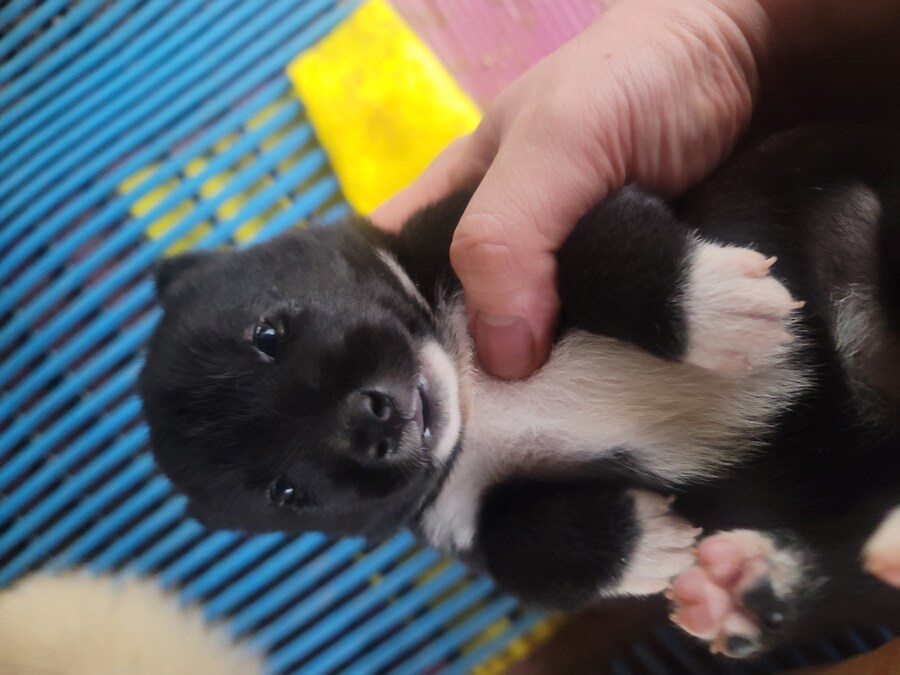 개 새끼 눈 뜨는 과정. jpg_3.jpg