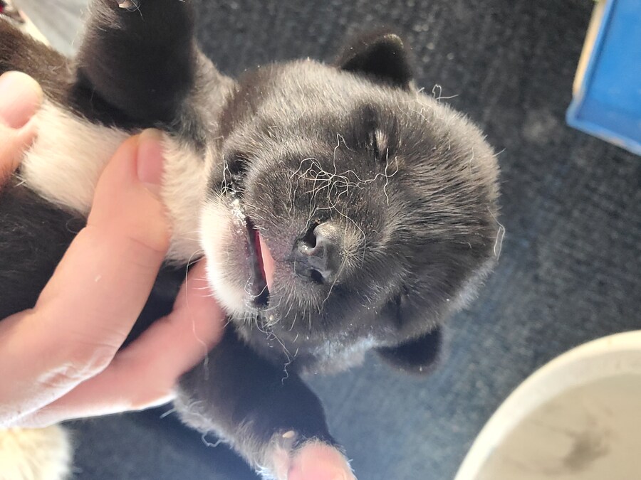 개 새끼 눈 뜨는 과정. jpg_1.jpg