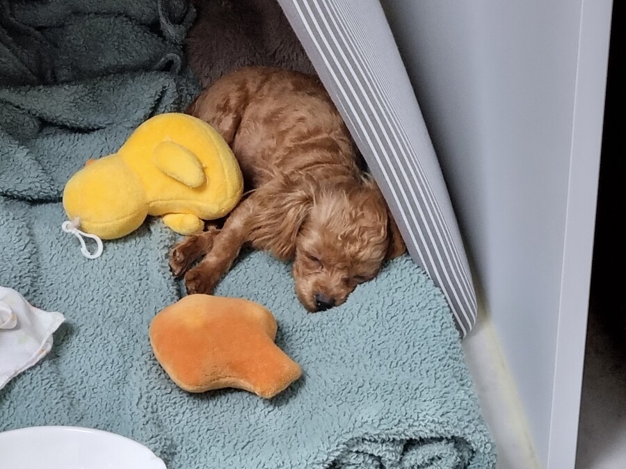 말티푸 4개월 된 어린이 강아지 입니다_2.jpg