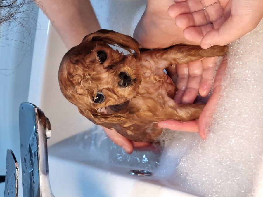 말티푸 4개월 된 어린이 강아지 입니다_3.jpg