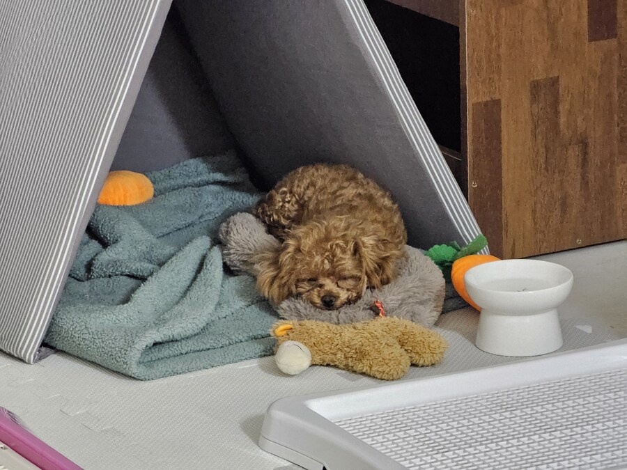 말티푸 4개월 된 어린이 강아지 입니다_12.jpg