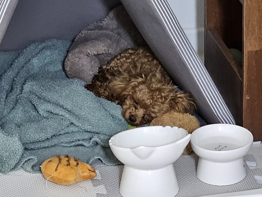 말티푸 4개월 된 어린이 강아지 입니다_14.jpg