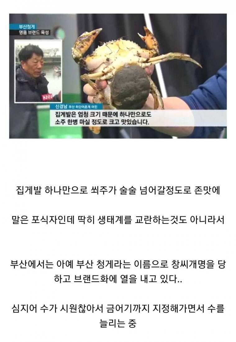"외래종" 임에도, 금어기를 지정하여, 개체수 관리를 하는 수산물류 甲_3.jpg