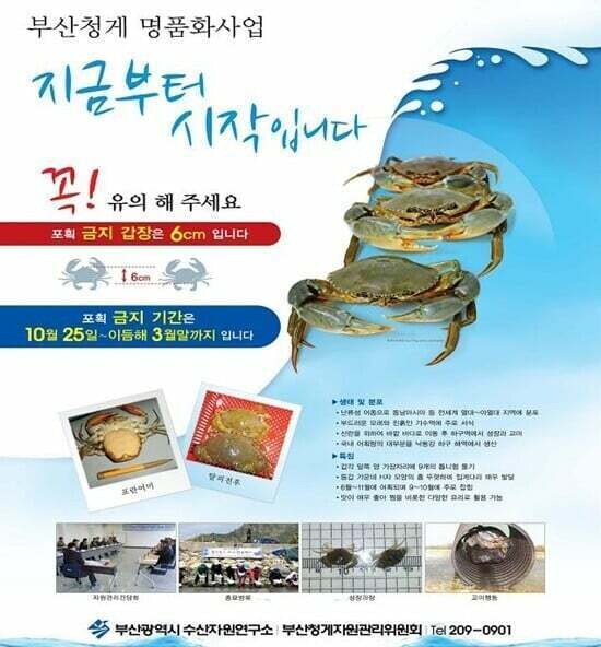 "외래종" 임에도, 금어기를 지정하여, 개체수 관리를 하는 수산물류 甲_2.jpg