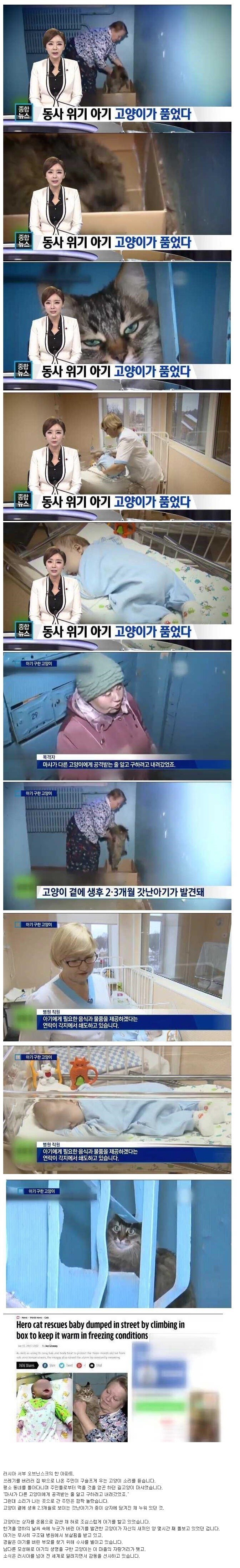 러시아의 추위속에서 버려진 아기를 지킨 고양이.jpg_1.jpg