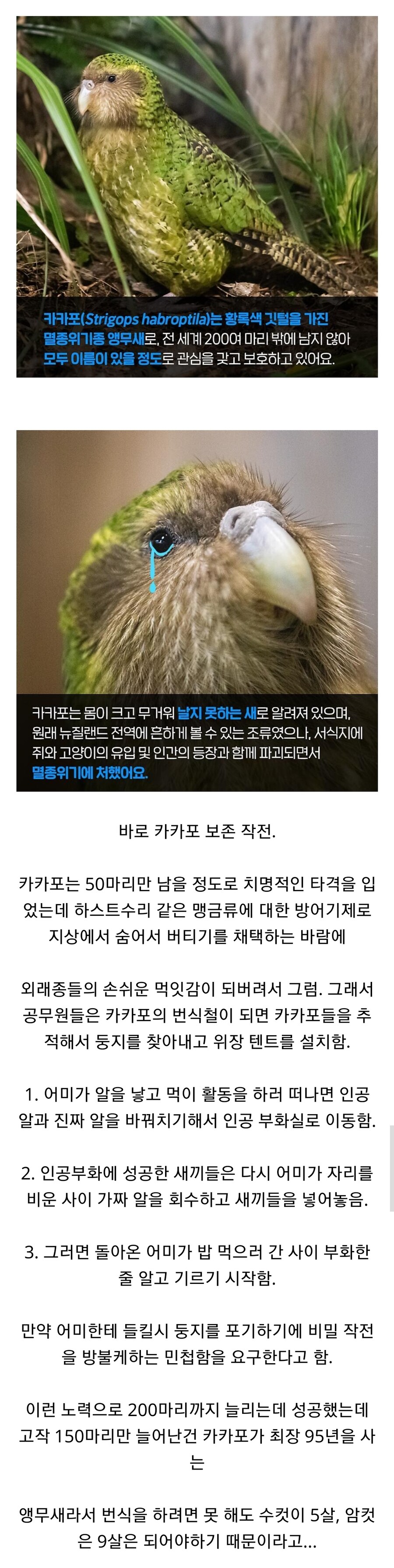 뉴질랜드 공무원들의 앵무새 비밀작전.jpg_1.jpg