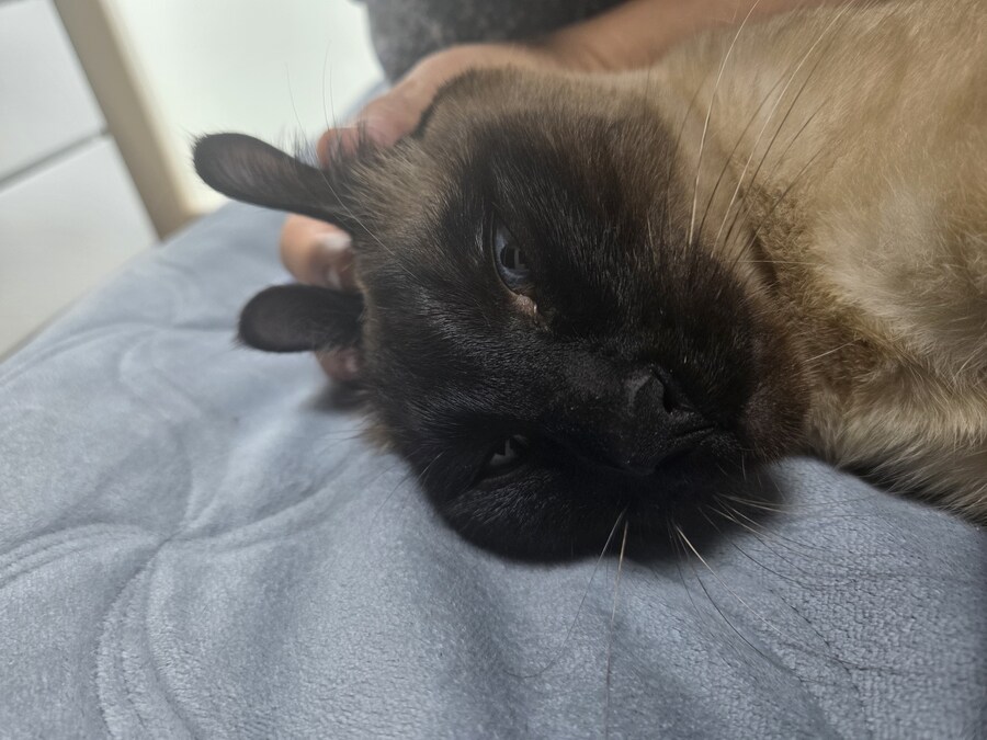 고양이로 끔찍한 실험을 해봤는데..._3.jpg