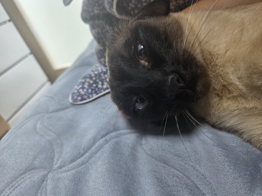 고양이로 끔찍한 실험을 해봤는데..._4.jpg