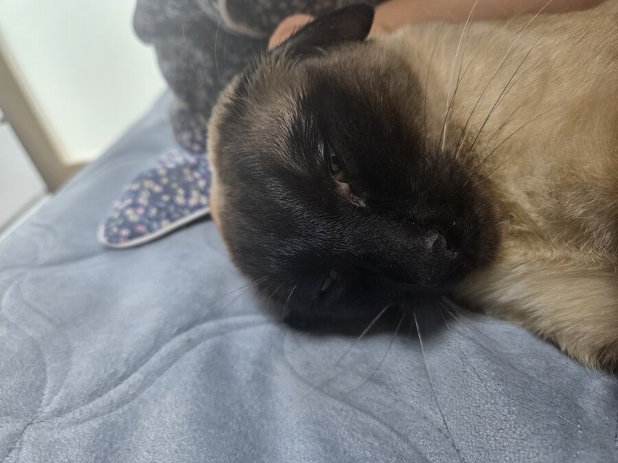 고양이로 끔찍한 실험을 해봤는데..._5.jpg