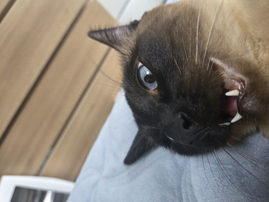 고양이로 끔찍한 실험을 해봤는데..._10.jpg