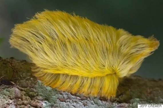 혐주의) 기묘한 애벌레의 세계_3.webp