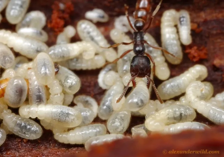 혐주의) 기묘한 애벌레의 세계_8.webp