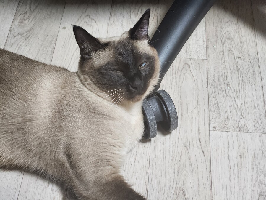 작년 역대급 더위가 샴고양이에게 준 변화를 아시나요?_2.jpg