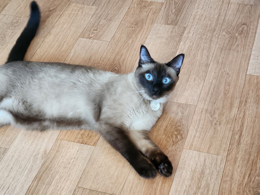 작년 역대급 더위가 샴고양이에게 준 변화를 아시나요?_6.jpg