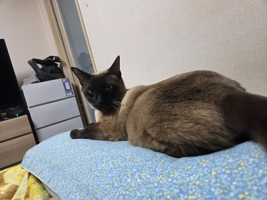 작년 역대급 더위가 샴고양이에게 준 변화를 아시나요?_7.jpg