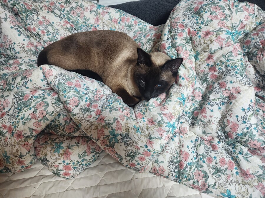 작년 역대급 더위가 샴고양이에게 준 변화를 아시나요?_8.jpg