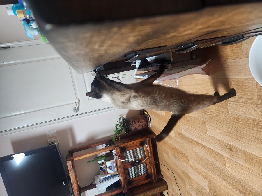 작년 역대급 더위가 샴고양이에게 준 변화를 아시나요?_9.jpg