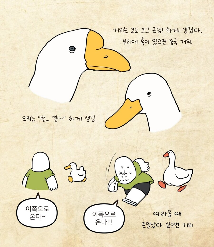 "오리랑 거위랑 뭐가 다른거임?"_2.webp